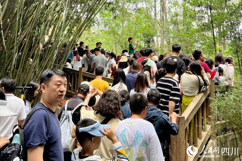 五一小長假期間，成都大熊貓繁育研究基地人山人海。熊貓基地供圖