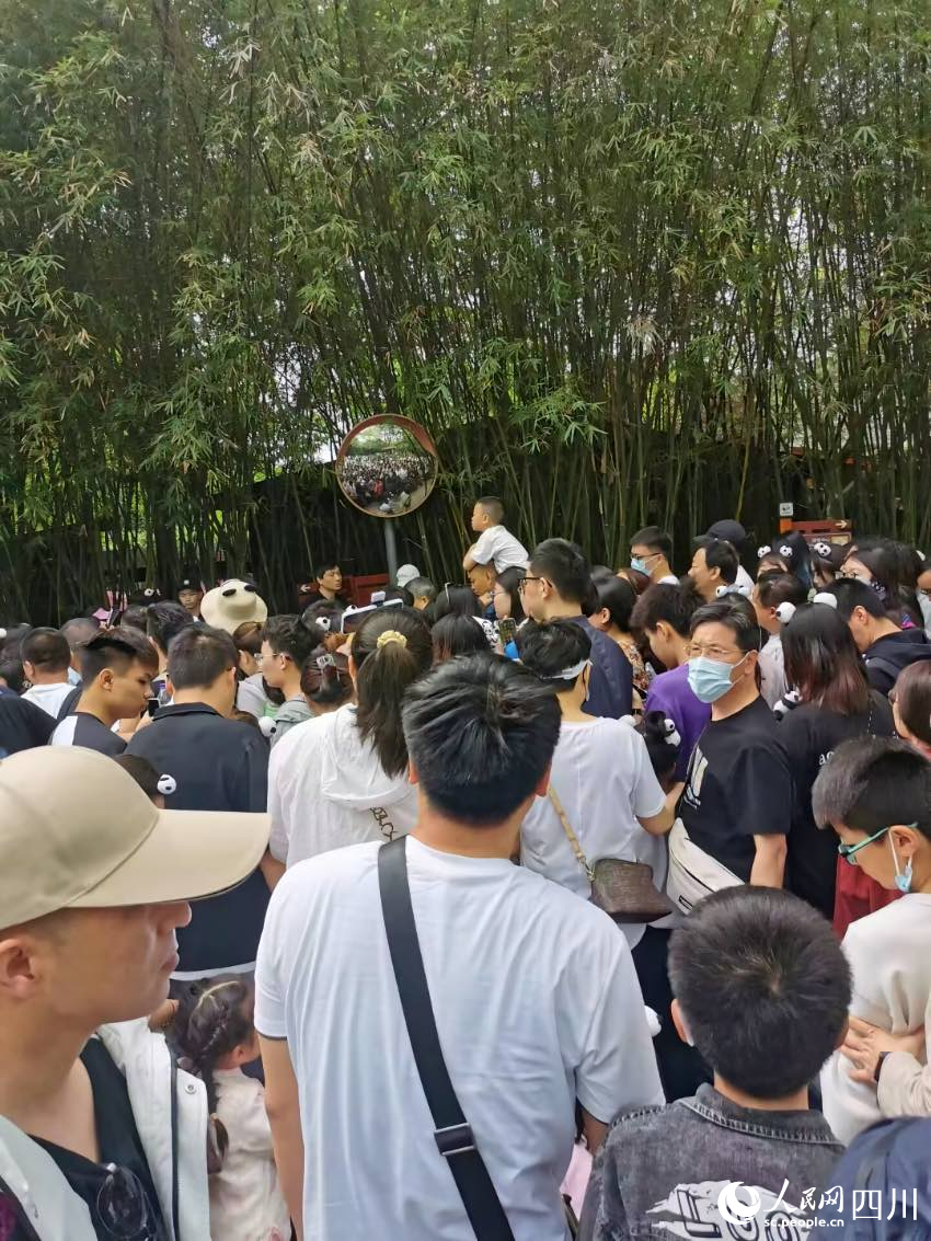 “五一”期間，成都大熊貓繁育研究基地游客眾多。熊貓基地供圖1
