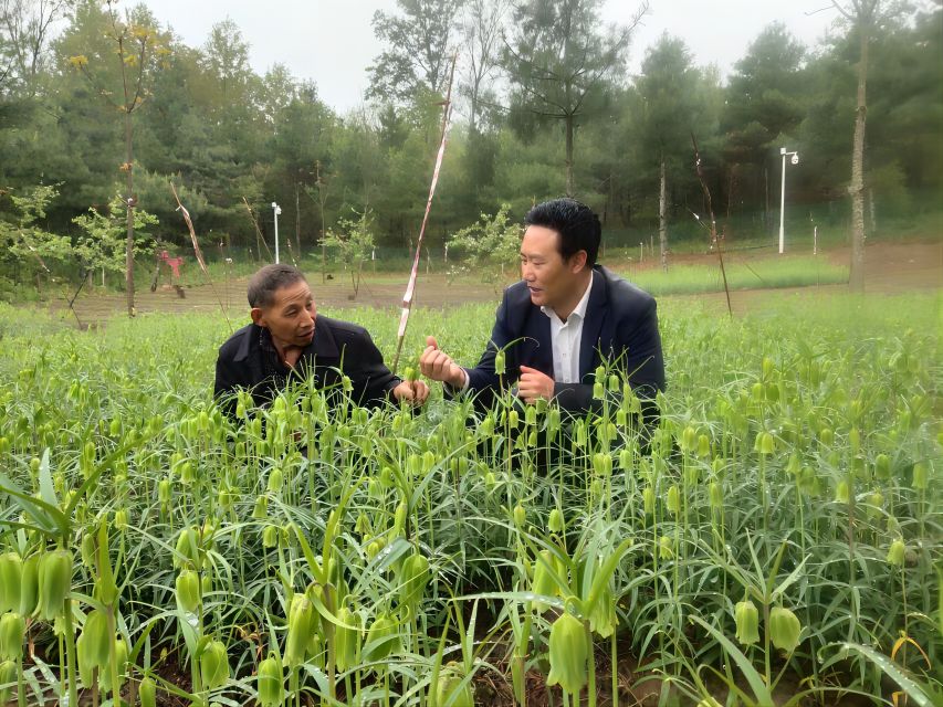 村集體合作社種植的萼貝長勢正旺。達(dá)州市中醫(yī)藥管理局供圖