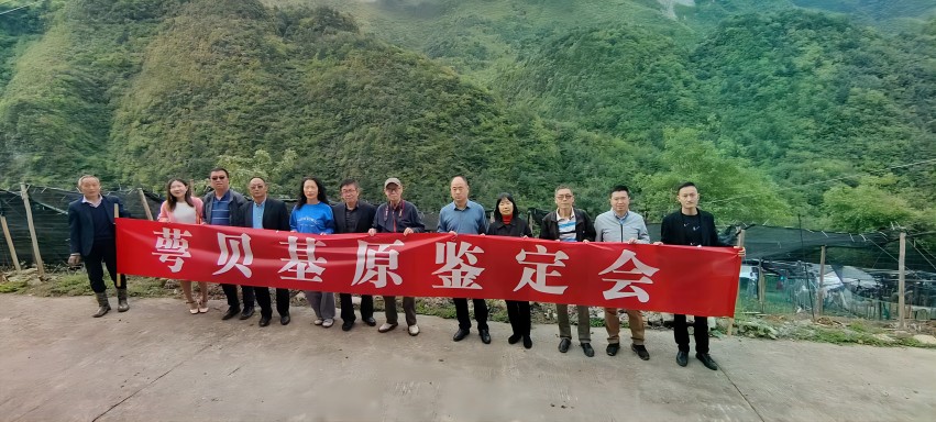 萼貝基原鑒定現(xiàn)場。達(dá)州市中醫(yī)藥管理局供圖
