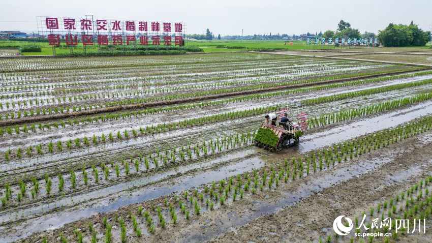 在眉山市彭山區(qū)制種基地，工人們正利用插秧機(jī)移栽水稻母本秧苗。翁光建攝