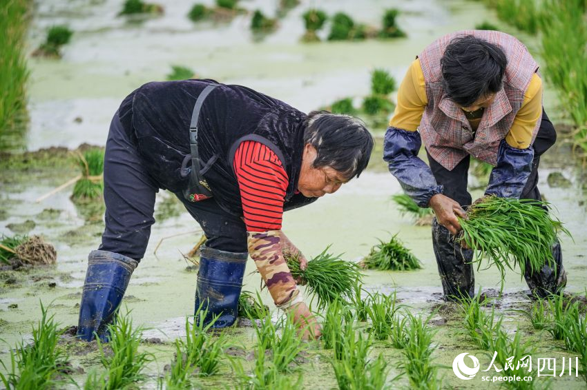 在眉山市彭山區(qū)制種基地，工人們正在田間起水稻母本秧苗。翁光建攝