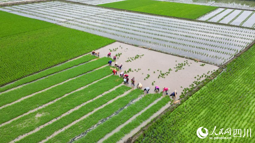 在眉山市彭山區(qū)制種基地，工人們正在田間起水稻母本秧苗。翁光建攝