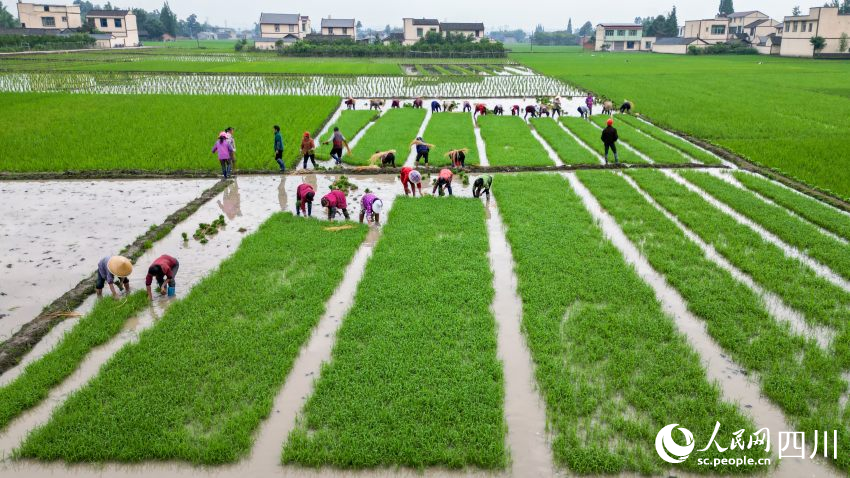 在眉山市彭山區(qū)制種基地，工人們正在田間起水稻母本秧苗。翁光建攝
