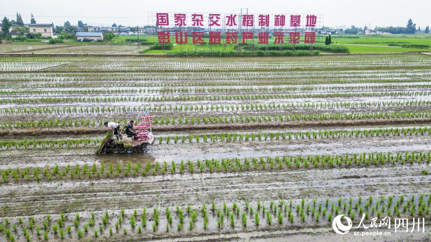 在眉山市彭山區(qū)制種基地，工人們正利用插秧機(jī)移栽水稻母本秧苗。翁光建攝