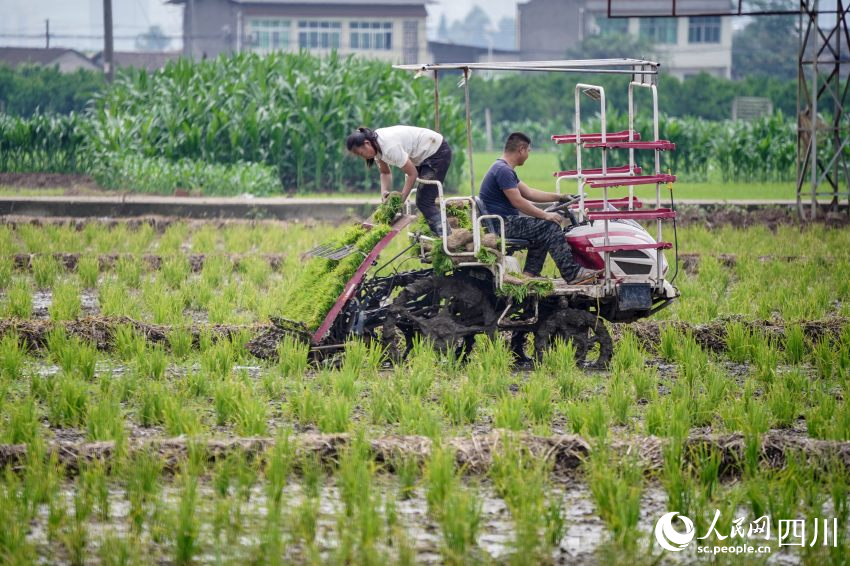 在眉山市彭山區(qū)制種基地，工人們正利用插秧機移栽水稻母本秧苗。翁光建攝