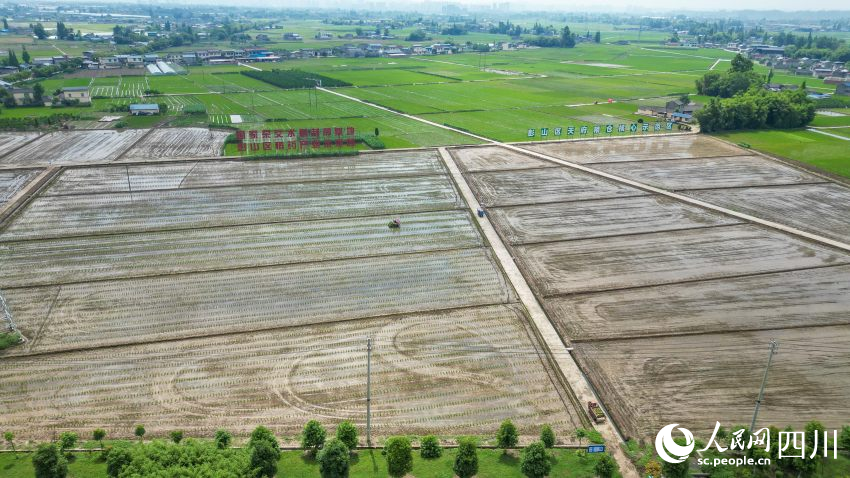 在眉山市彭山區(qū)制種基地，工人們正利用插秧機(jī)移栽水稻母本秧苗。翁光建攝
