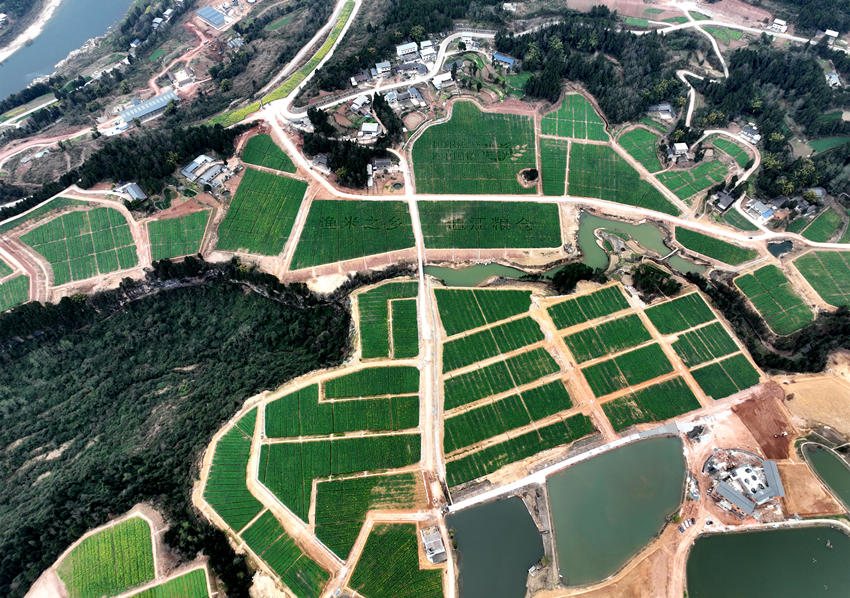 航拍四川省通江縣廣納鎮(zhèn)構(gòu)花坪村改造后的高標準農(nóng)田。通江縣委宣傳部供圖