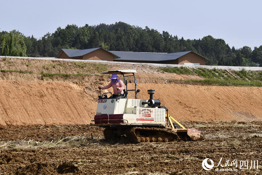 村民操作農(nóng)用翻地機在通江縣廣納鎮(zhèn)構(gòu)花坪村高標準農(nóng)田內(nèi)勞作。人民網(wǎng)王洪江 攝