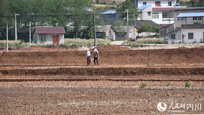 中江縣龍臺鎮(zhèn)兩位村民正在改造的高標準農(nóng)田勞作。人民網(wǎng)王洪江 攝