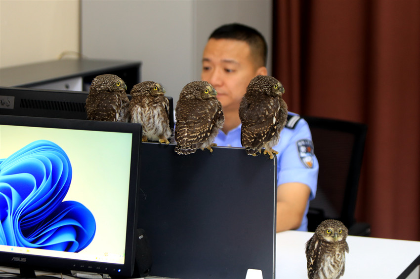5只貓頭鷹陪民警值班。宜賓市公安局供圖