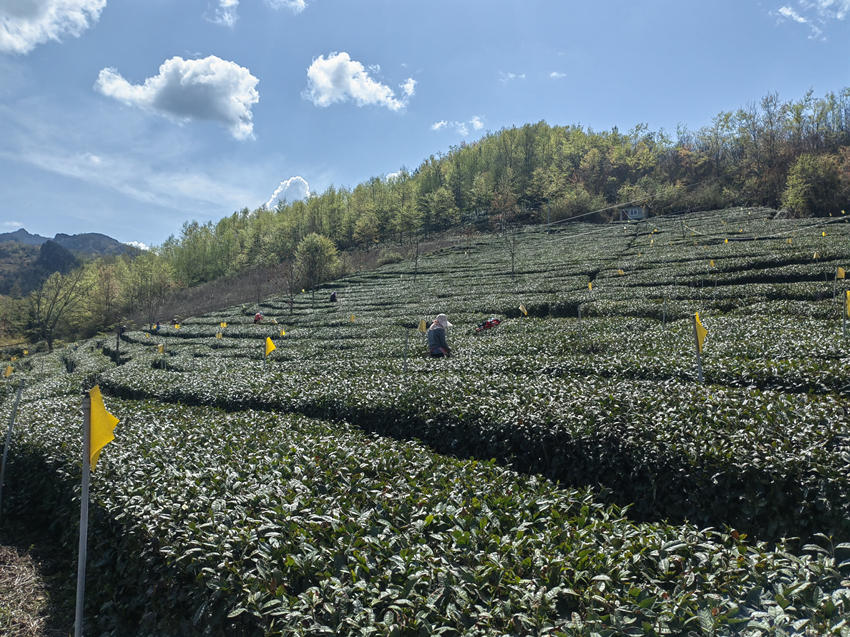 殘疾人在翠雲(yún)家庭農(nóng)場學(xué)習(xí)種茶采茶技術(shù)。受訪者供圖