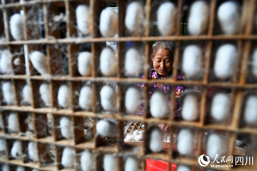 蠶農(nóng)在采收夏繭。蘭自濤攝