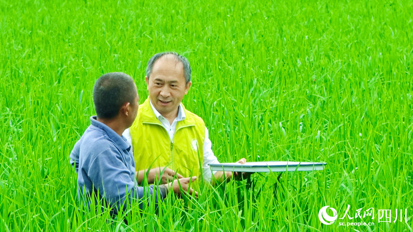 農技專家田間指導村民管護水稻，助農豐產豐收。廖勝春攝