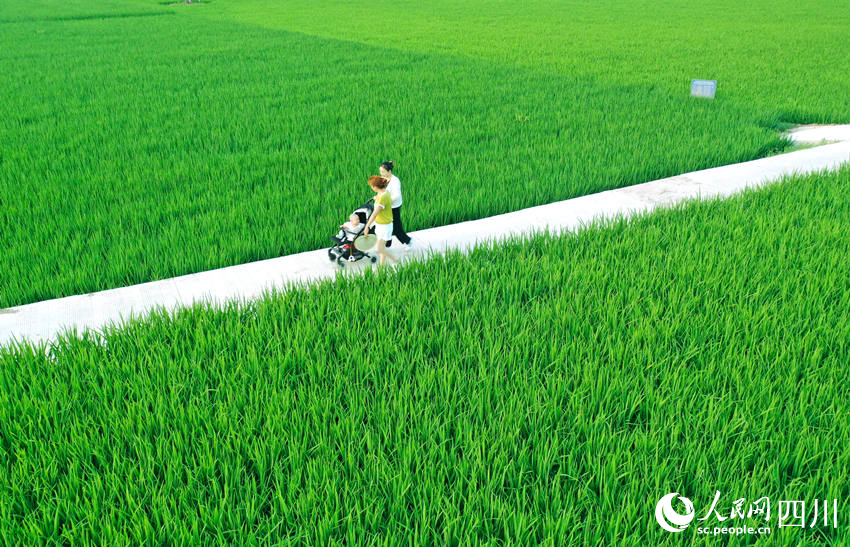 茶余飯后，村民們紛紛走出家門(mén)來(lái)到田間休閑散步，感受田園風(fēng)景。廖勝春攝