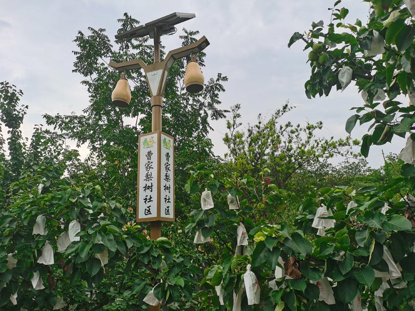曹家鎮(zhèn)的六月雪梨園。人民網(wǎng)記者 劉海天攝