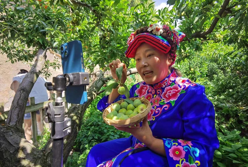 美味水果羌脆李。茂縣融媒體中心供圖