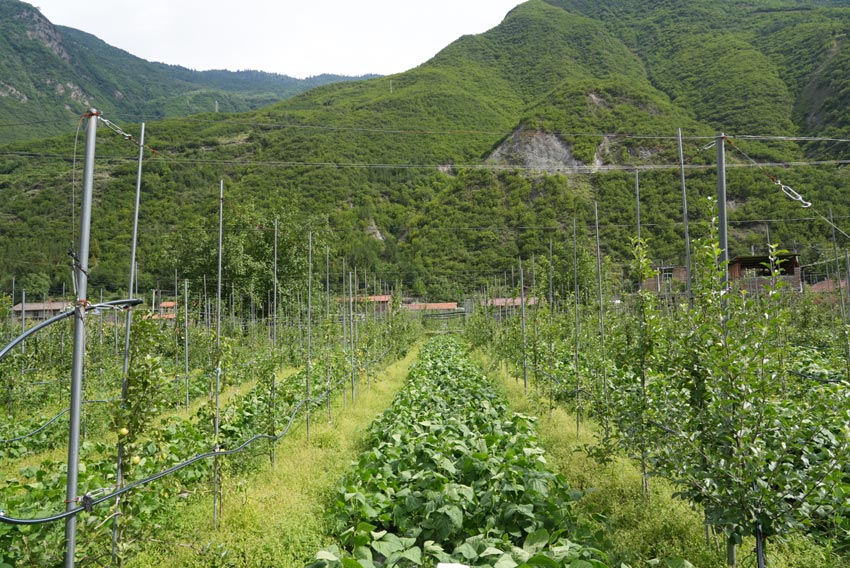 套種的蘋果園。茂縣融媒體中心供圖