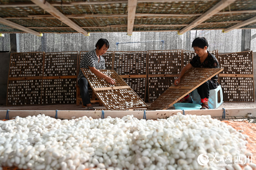 蠶農(nóng)正在采收蠶繭。蘭自濤攝