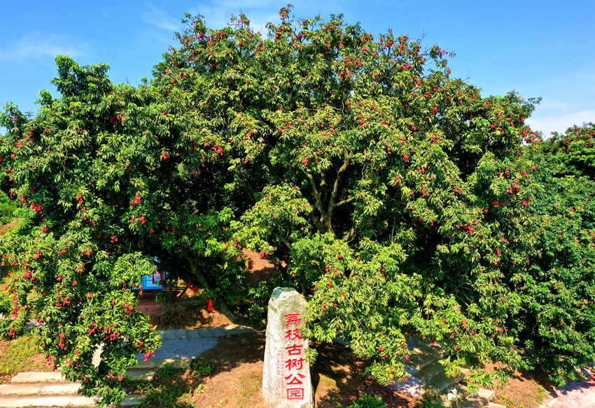 荔枝古樹(shù)公園。合江縣融媒體中心供圖