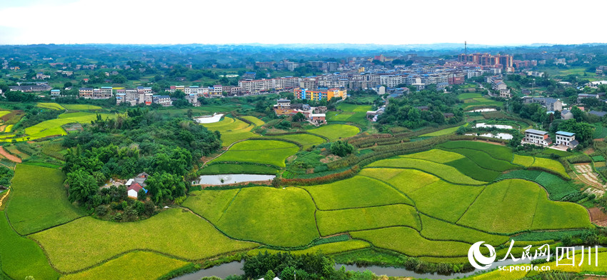 一幅豐收畫卷。劉學(xué)懿攝 