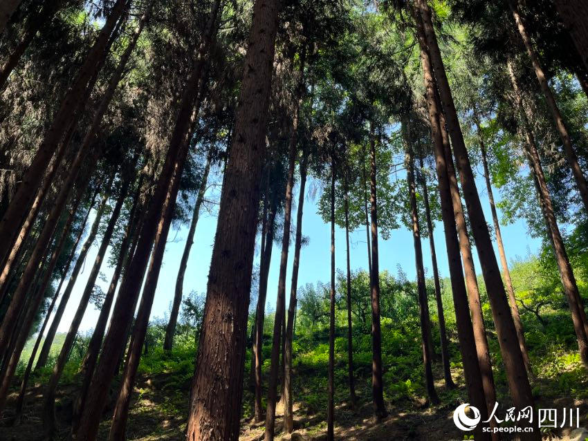 石椅村人工種植的柳杉林。人民網(wǎng)記者 朱虹攝