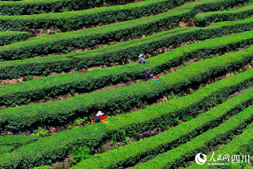 茶農(nóng)在茶園采摘茶葉。廖勝春攝