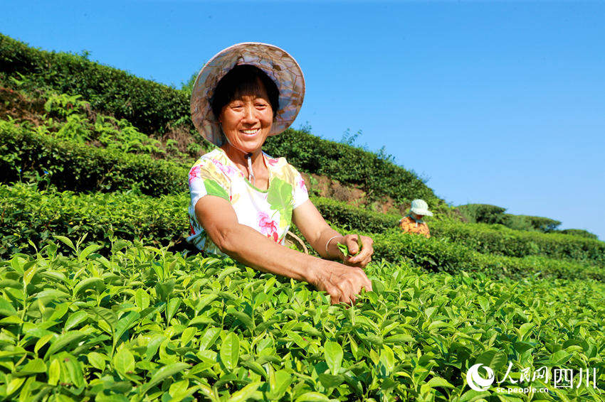 茶農(nóng)在茶園采摘茶葉。廖勝春攝