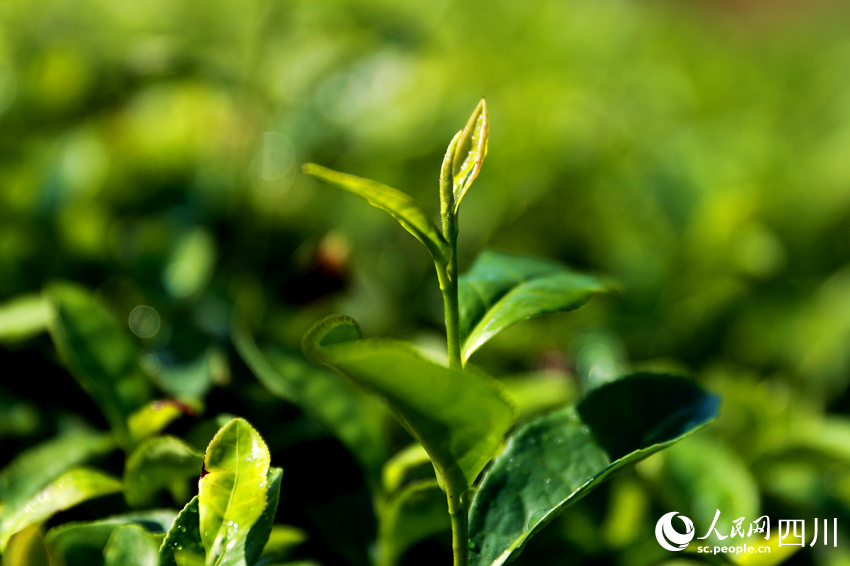 茶園里鮮嫩的茶葉。廖勝春攝