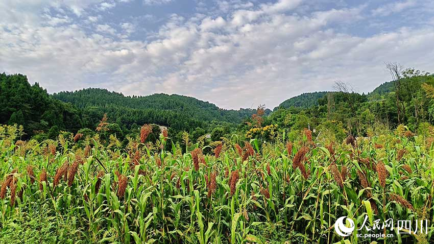 鳳凰村的高粱地。實(shí)習(xí)生 吳舒婷攝