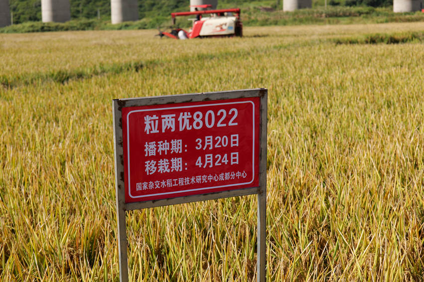 “粒兩優(yōu)8022”。德昌縣委宣傳部供圖