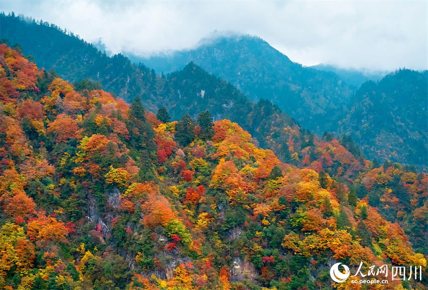 滿山紅遍，秋色如畫。胡宇攝