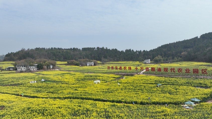 沱東生態(tài)農(nóng)場(chǎng)十萬畝糧油現(xiàn)代農(nóng)業(yè)園區(qū)實(shí)景圖石鐘鎮(zhèn)。簡(jiǎn)陽石鐘鎮(zhèn)人民政府供圖