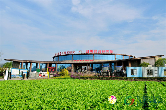 四川蔬菜研究院外青翠的菜苗。主辦方供圖