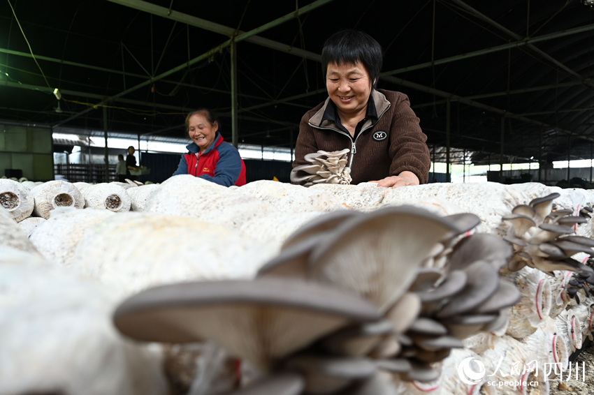 村民在采收桑枝菌。蘭自濤攝