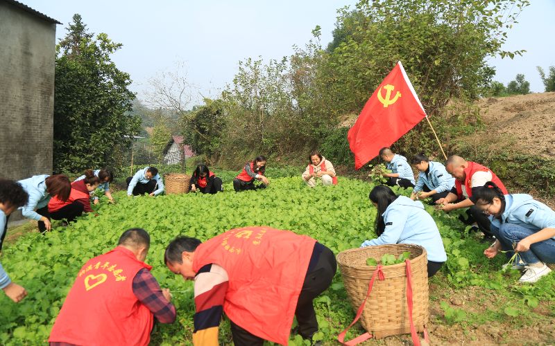 黨員干部和志愿者移栽油菜秧苗。