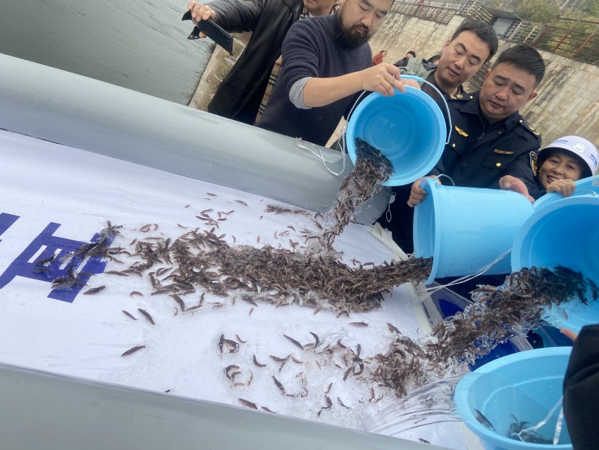 放流活動現(xiàn)場。宜賓市廣播電視臺供圖
