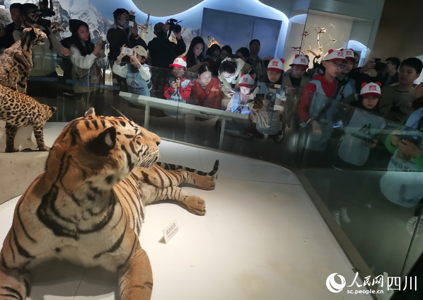 “小東北虎”和孟加拉虎的“對視”。人民網(wǎng)記者 劉海天攝