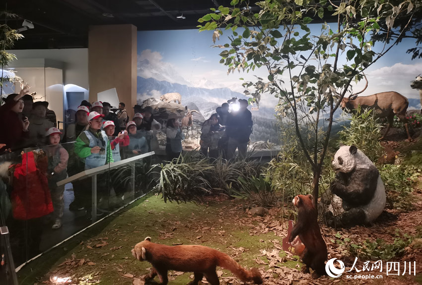 “萌猛”之間的對視：大熊貓萌，“小東北虎”猛。人民網(wǎng)記者 劉海天攝