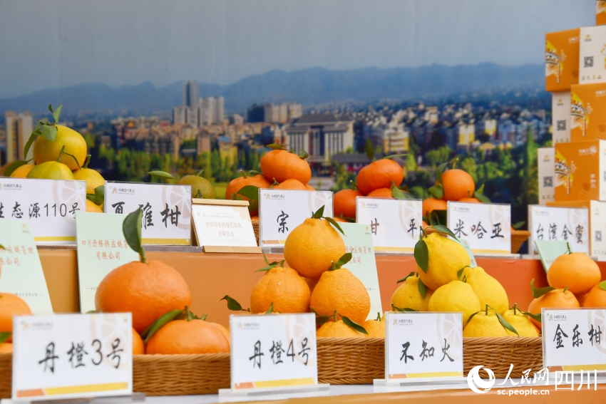 成熟的柑橘。人民網記者 王洪江攝