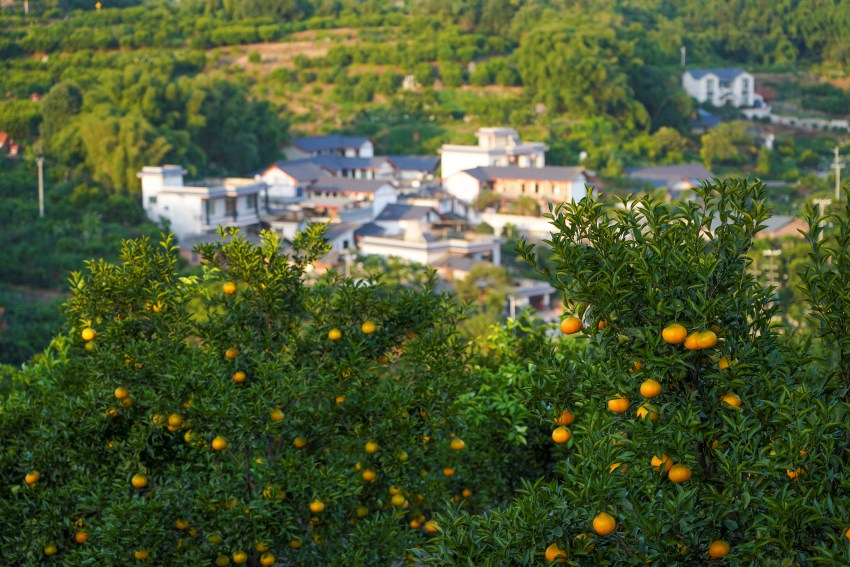 柑橘產業(yè)園。青神縣委宣傳部供圖