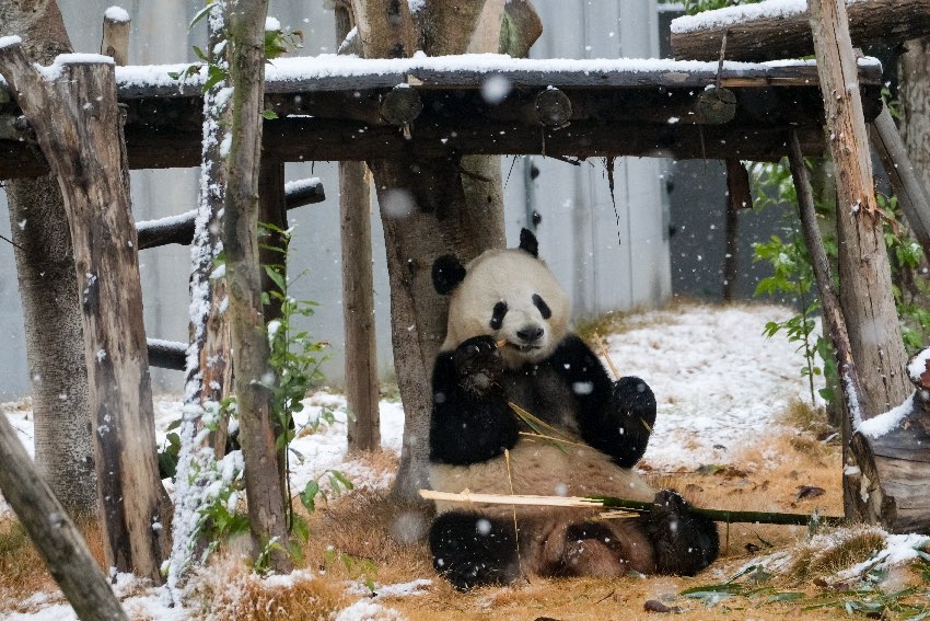雪中吃竹的大熊貓。成都大熊貓繁育研究基地供圖