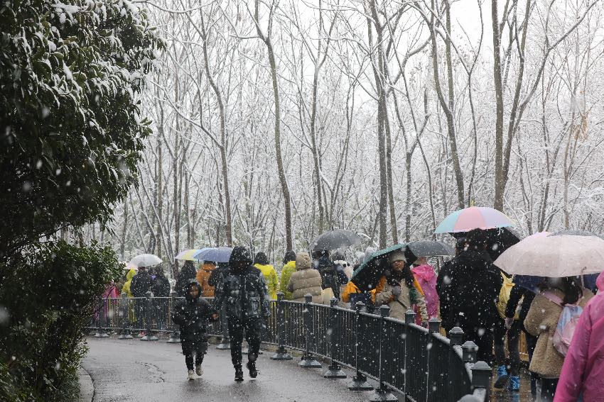 游客們排隊(duì)前往基地看熊貓。成都大熊貓繁育研究基地供圖