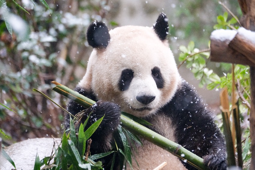 雪中吃竹的大熊貓。成都大熊貓繁育研究基地供圖