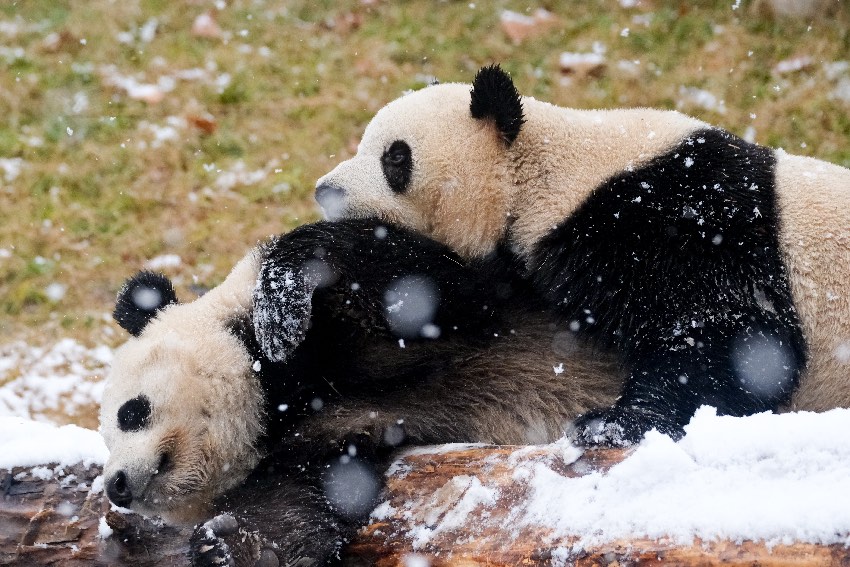 雪地里打鬧的大熊貓。成都大熊貓繁育研究基地供圖