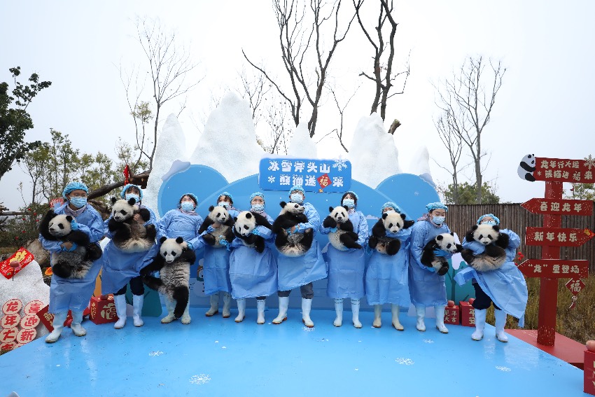 新生大熊貓合影。成都大熊貓繁育研究基地供圖