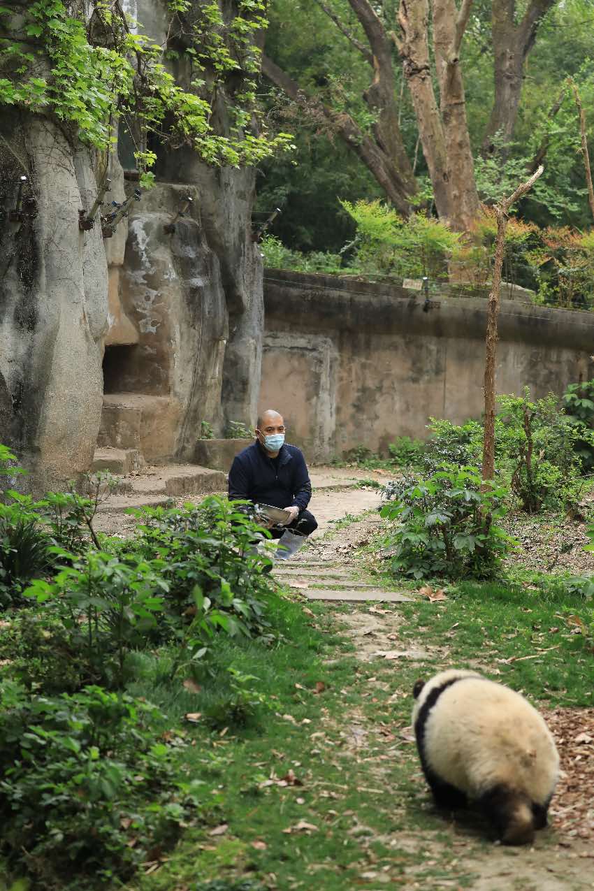 飼養(yǎng)員譚金淘“譚爺爺”與大熊貓和花“花花”。成都大熊貓繁育研究基地供圖