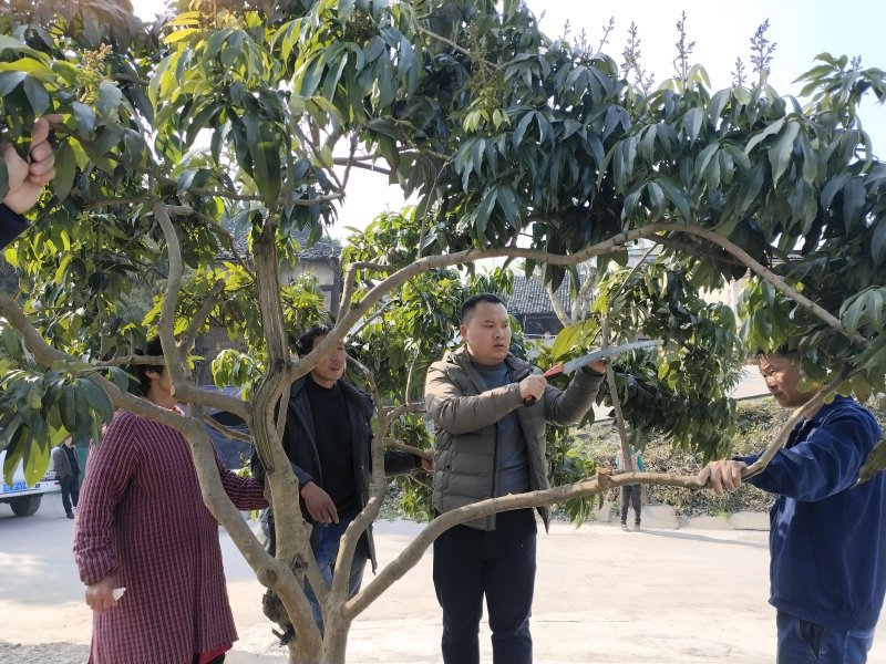 永寧街道黨員科技服務(wù)小分隊隊員在安富村8組田間地頭向村民傳授油菜和果樹春季田間管理技術(shù)。