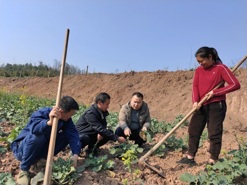 永寧街道黨員科技服務(wù)小分隊隊員在安富村8組田間地頭向村民傳授油菜和果樹春季田間管理技術(shù)。