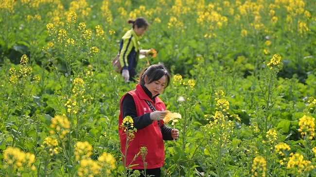 植保站農(nóng)技人員在田間開展油菜病蟲害的監(jiān)測(cè)調(diào)查。徐振宇供圖